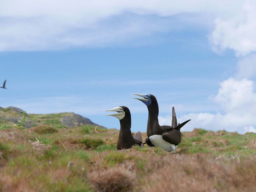 小笠原に生息するカツオドリの写真です