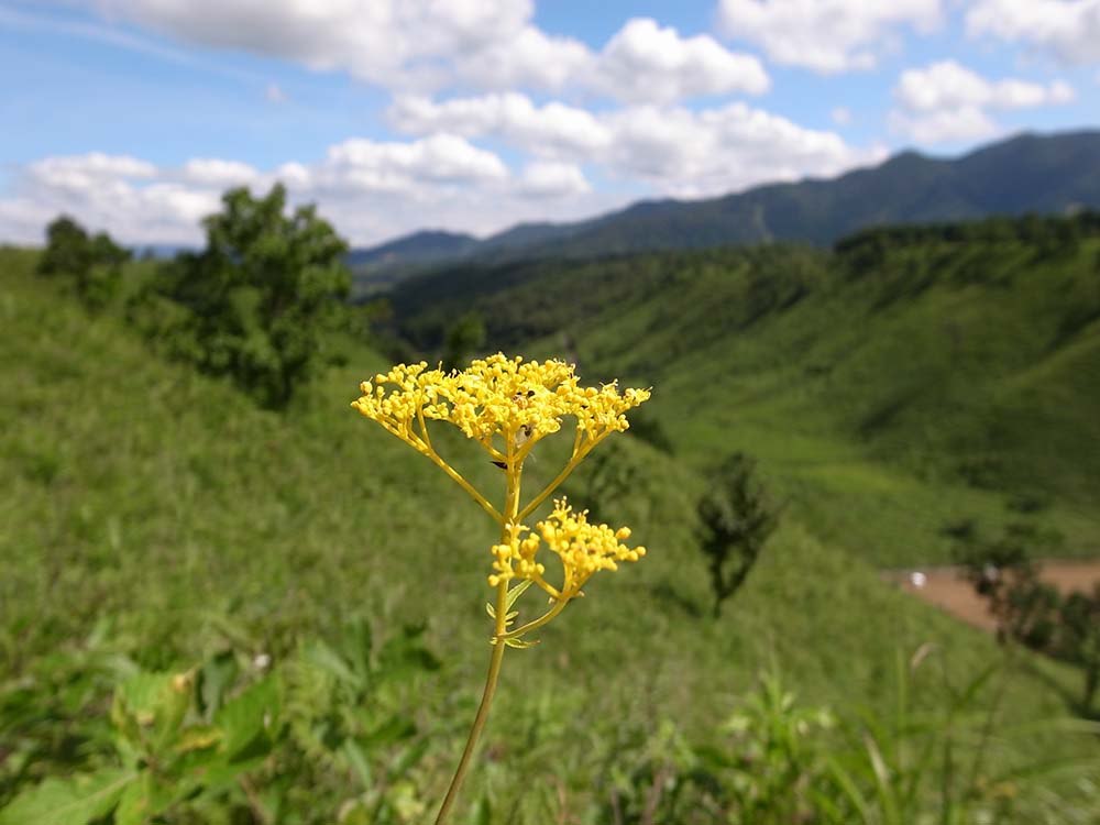 在来種オミナエシの写真です